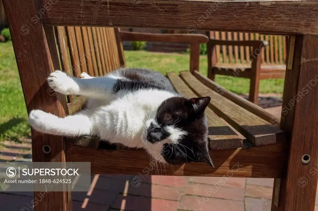 Cat sleeping on a park bench