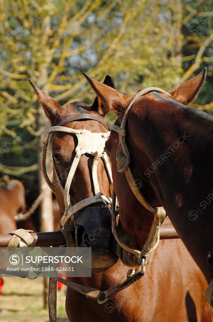Polo horses tied to the pony line, Villa a Sesta, Tuscany, Italy, Europe