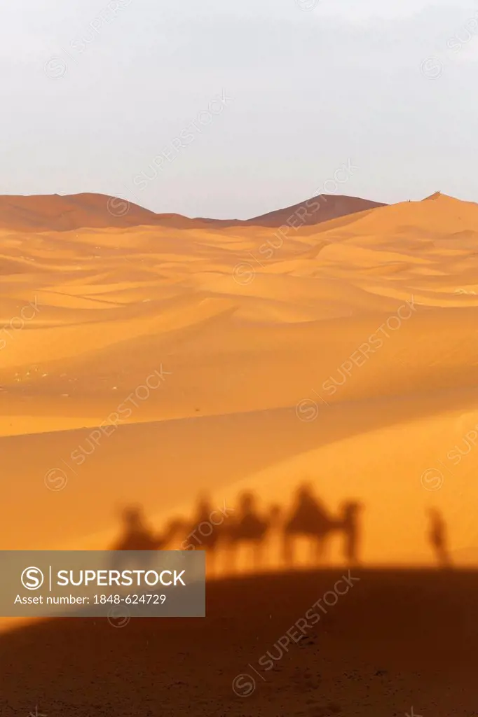 A caravan is casting a shadow on the dunes, Dromedary or Arabian Camels (Camelus dromedarius) near the sand dunes of Erg Chebbi, Erfoud, Meknès-Tafila...