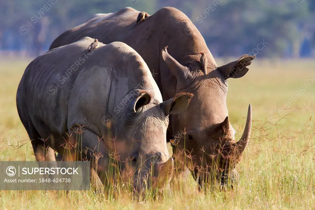 White rhinoceroses, square-lipped rhinoceroses (Ceratotherium simum), with oxpeckers (Buphagus) perched on their backs, near Lake Nakuru, Kenya, Afric...