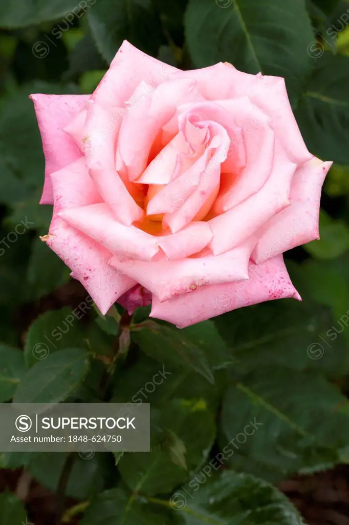 Hybrid Tea Rose, Madonna (Rosa), Westphalia Park, Dortmund, Ruhr Area, North Rhine-Westphalia, Germany, Europe