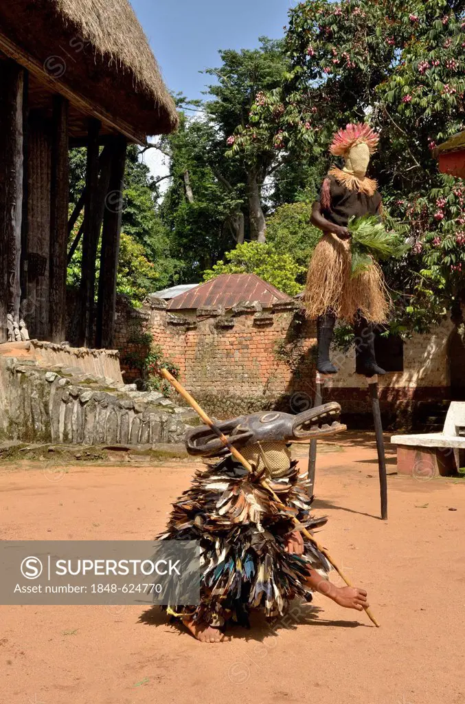 Traditional dance at the palace of Bafut, one of the traditional kingdoms of Cameroon, near Bamenda, north west Cameroon, Central Africa, Africa