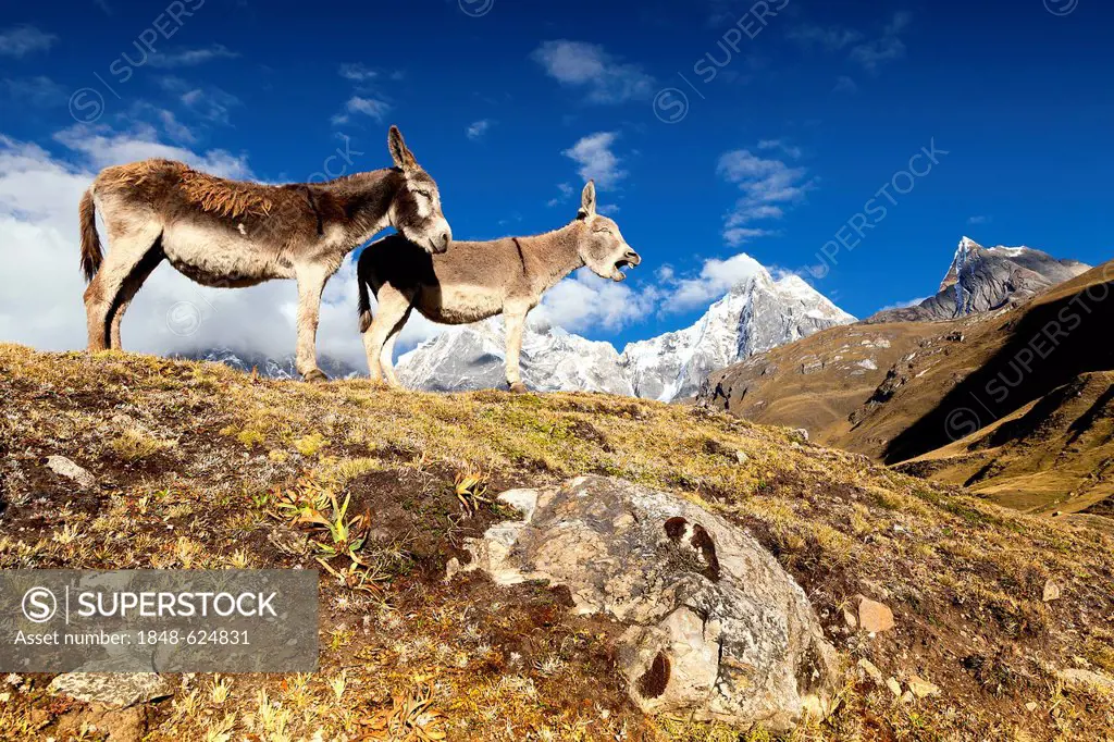 Donkey (Asinus), bleating, Cordillera Huayhuash mountain range, Andes, Peru, South America
