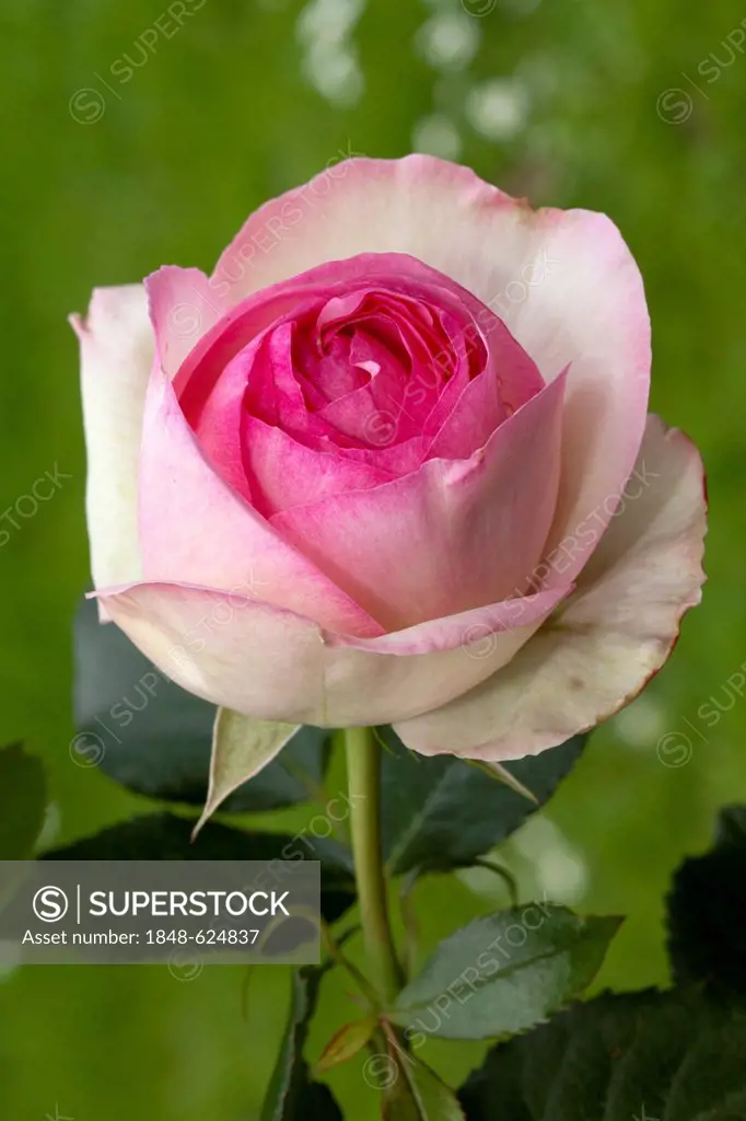 Shrub Rose, Eden Rose 85 (Rosa), Westphalia Park, Dortmund, Ruhr Area, North Rhine-Westphalia, Germany, Europe