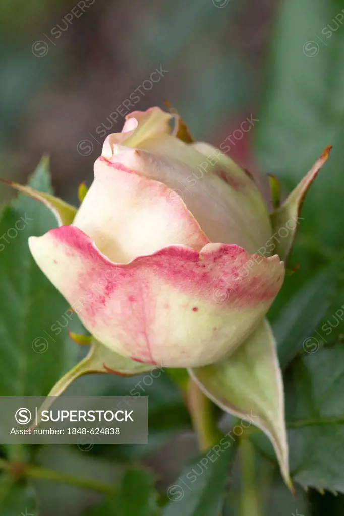 Bud of a Shrub Rose, Eden Rose 85 (Rosa), Westphalia Park, Dortmund, Ruhr Area, North Rhine-Westphalia, Germany, Europe