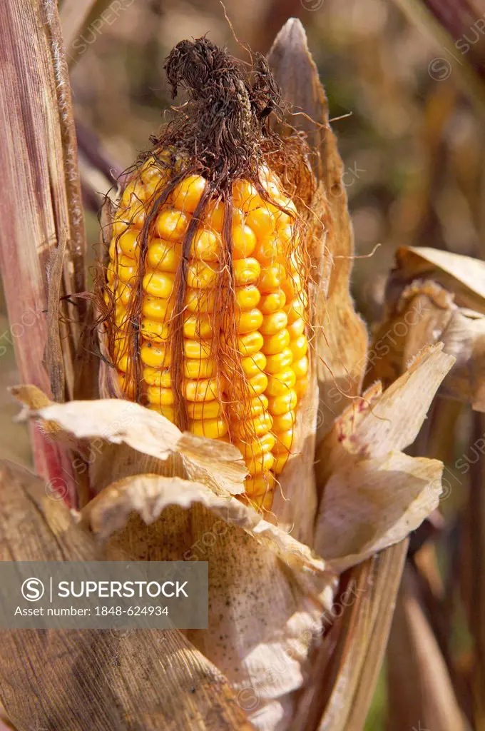 A ripe corn cob