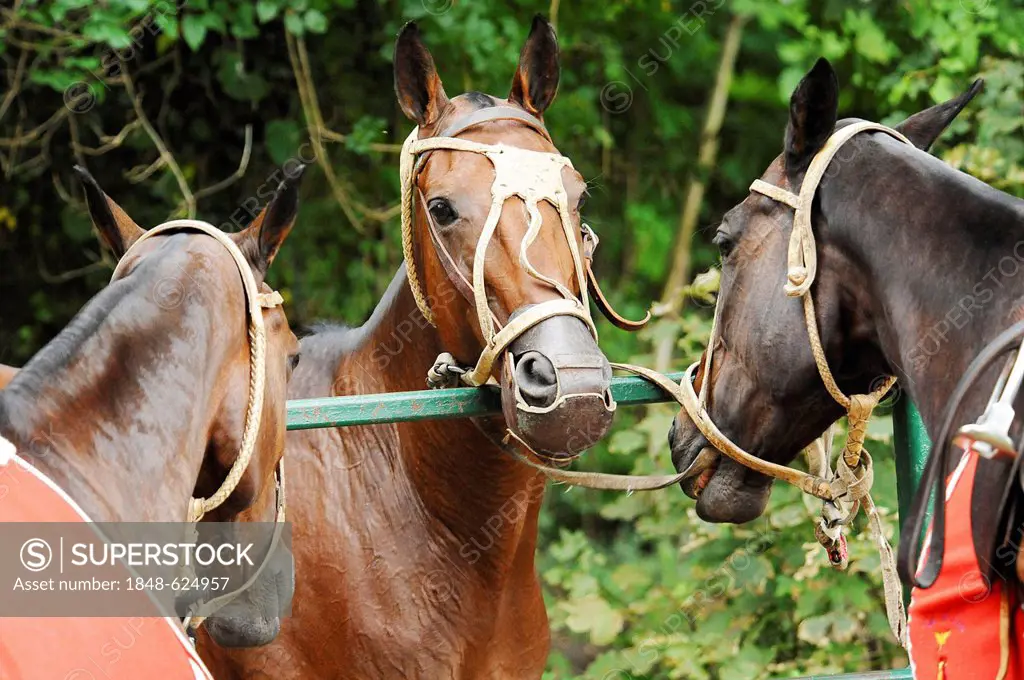Polo ponies tied to the pony line, Ebreichsdorf, Lower Austria, Austria, Europe