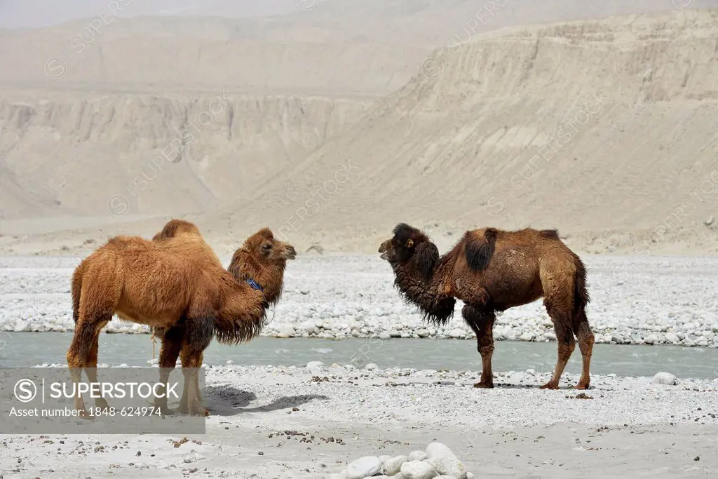 Bactrian camels (Camelus bactrianus) standing in a dry, sandy, rocky valley on the Dalongyu He river, Silk Road, Xinjiang, China, Asia