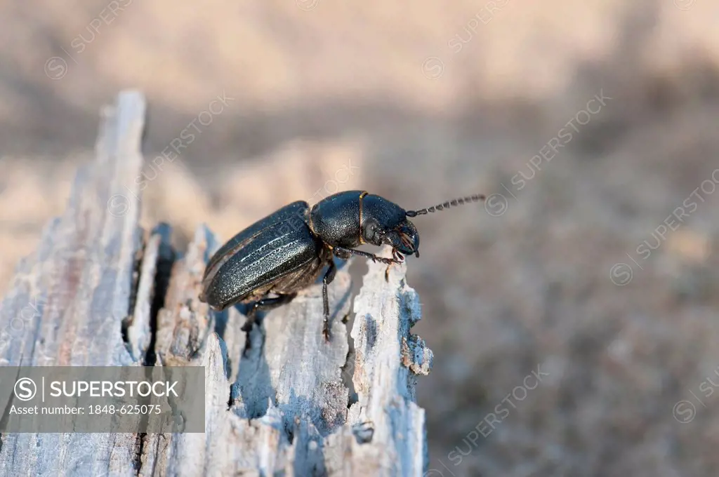Longhorn Beetle (Spondylis buprestoides), on dead wood in the Moenchbruch Nature Reserve, Hesse, Germany, Europe
