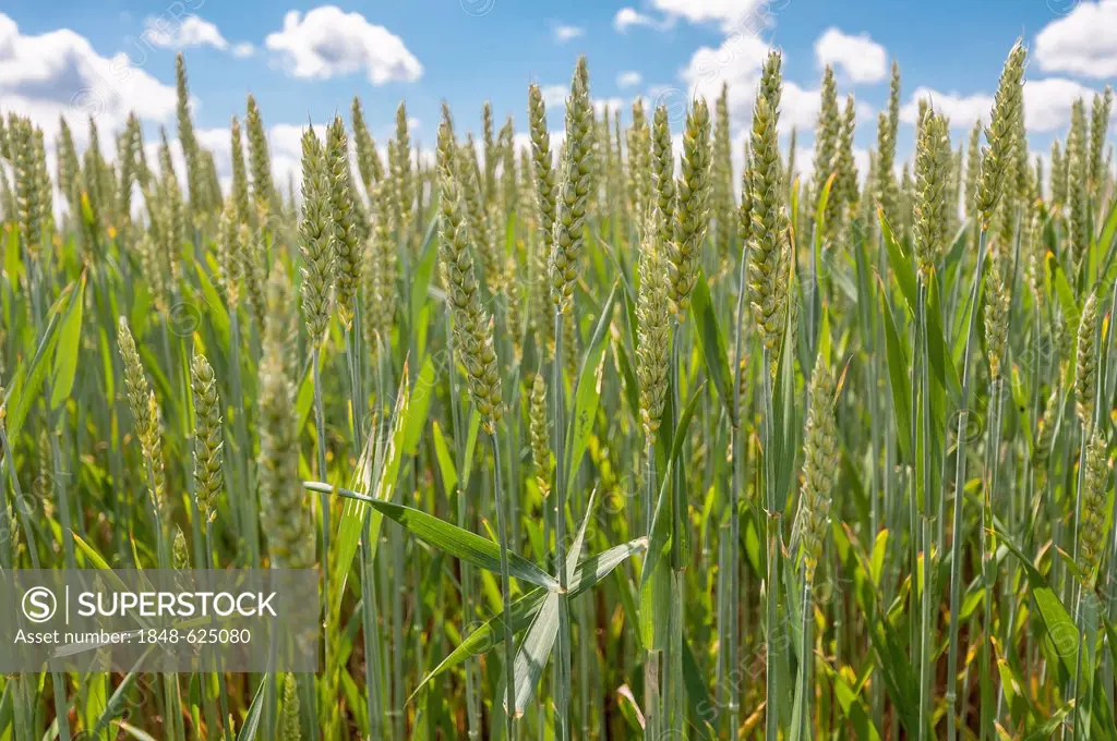 Wheat (Triticum L.), Dreieich-Goetzenhain, Hesse, Germany, Europe