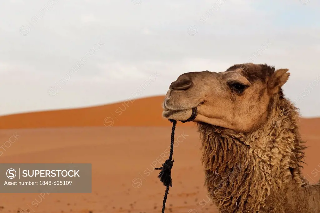 Dromedary or Arabian Camel (Camelus dromedarius), portrait, sand dunes of Erg Chebbi, Erfoud, Meknès-Tafilalet, Morocco, Sahara, Maghreb, North Africa...