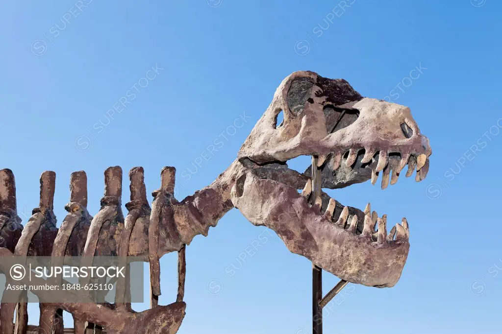 Skeletal model of a Tyrannosaurus rex, Erfoud, Meknès-Tafilalet, Morocco, Maghreb, North Africa, Africa