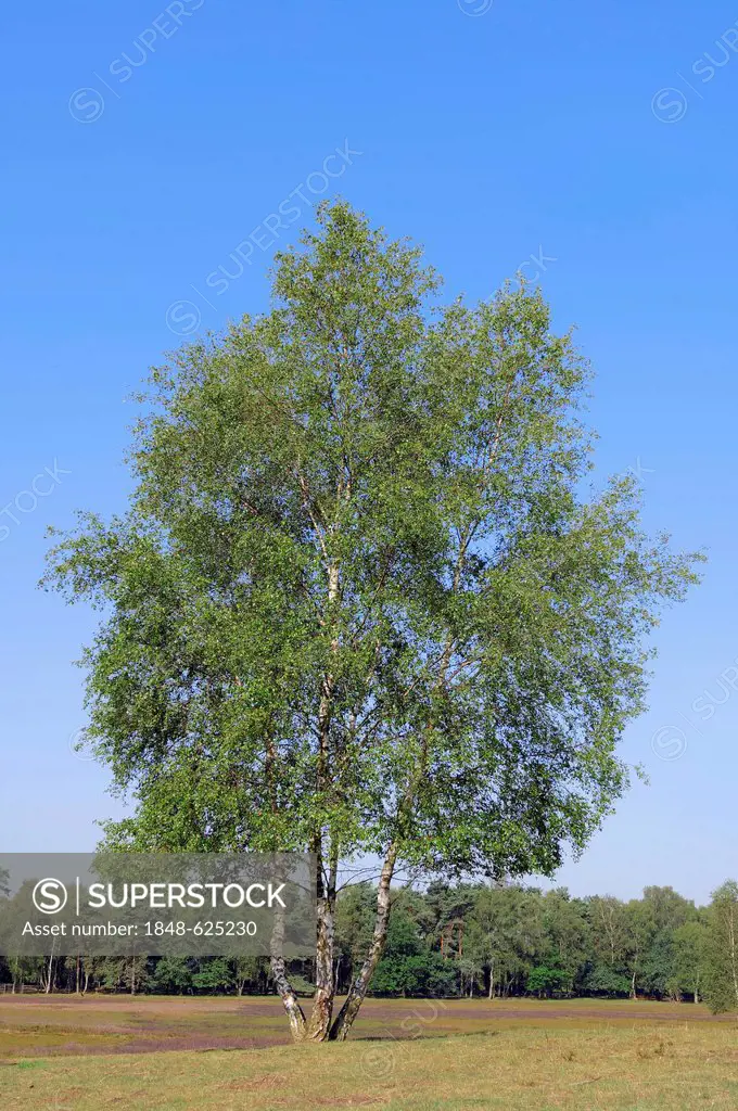 Silver Birches (Betula pendula, Betula alba, Betula verrucosa) on heathlands, Westruper Heide, North Rhine-Westphalia, Germany, Europe