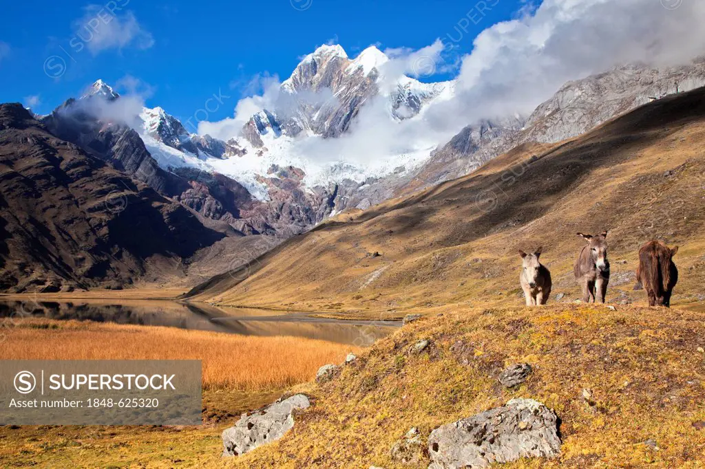 Donkey (Asinus) and Mt. Nevado Rondoy, Lake Laguna Mitucocha, Cordillera Huayhuash mountain range, Andes, Peru, South America