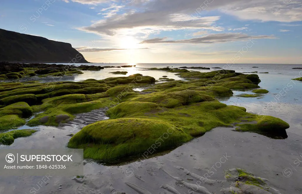 Algae-covered rocks at low tide in Gardenstown, Banffshire, Scotland, United Kingdom, Europe