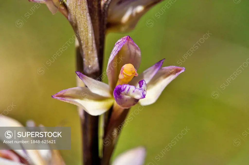 Violet Limodore (Limodorum abortivum), Provence, France, Europe