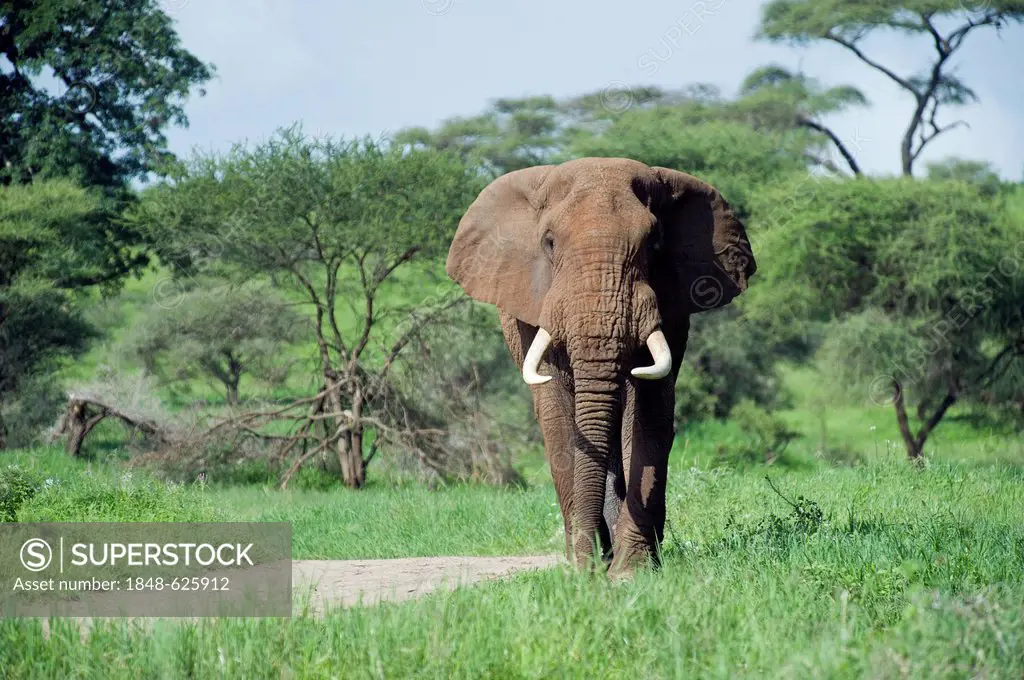 African elephant bull (Loxodonta africana) in Tarangire National Park, Tanzania, Africa