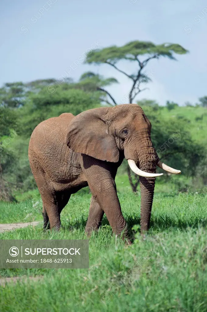 African elephant bull (Loxodonta africana) in Tarangire National Park, Tanzania, Africa