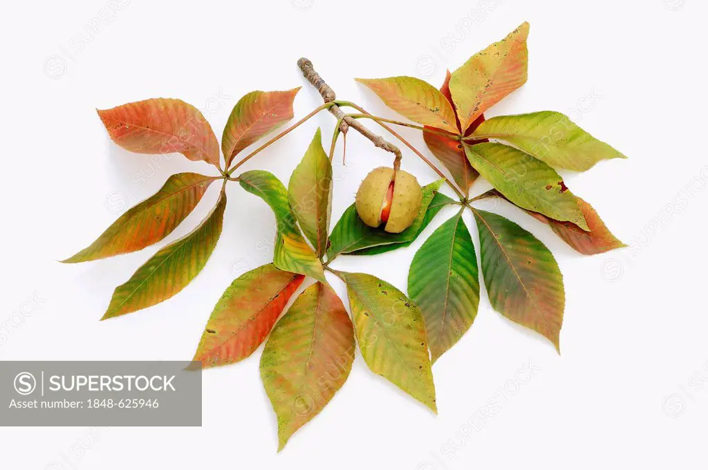 Yellow horse chestnut (Aesculus x neglecta), chestnut and leaves, found in North America