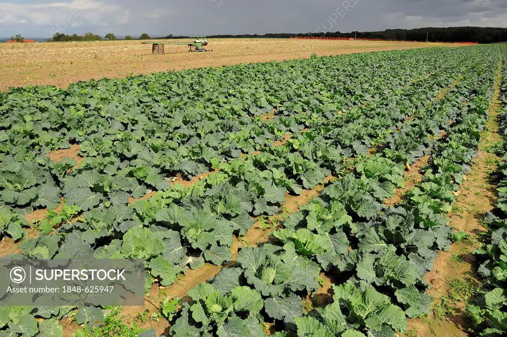 Savoy cabbage field (Brassica oleracea var sabauda), North Rhine-Westphalia, Germany, Europe