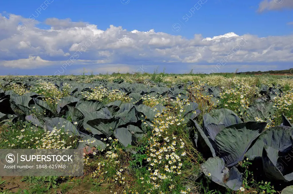 Field of red cabbage (Brassica oleracea var rubra) and German chamomile (Matricaria chamomilla, Matricaria recutita, Chamomilla recutita), North Rhine...