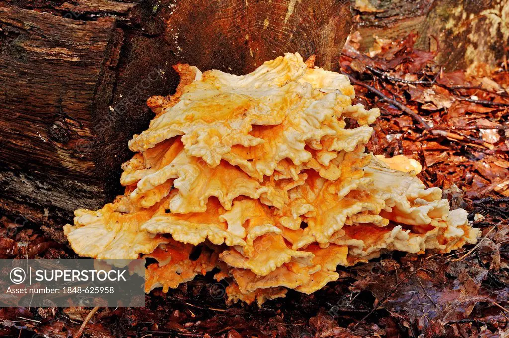 Sulphur polypore, sulphur shelf, chicken mushroom (Laetiporus sulphureus), Gelderland, Netherlands, Europe