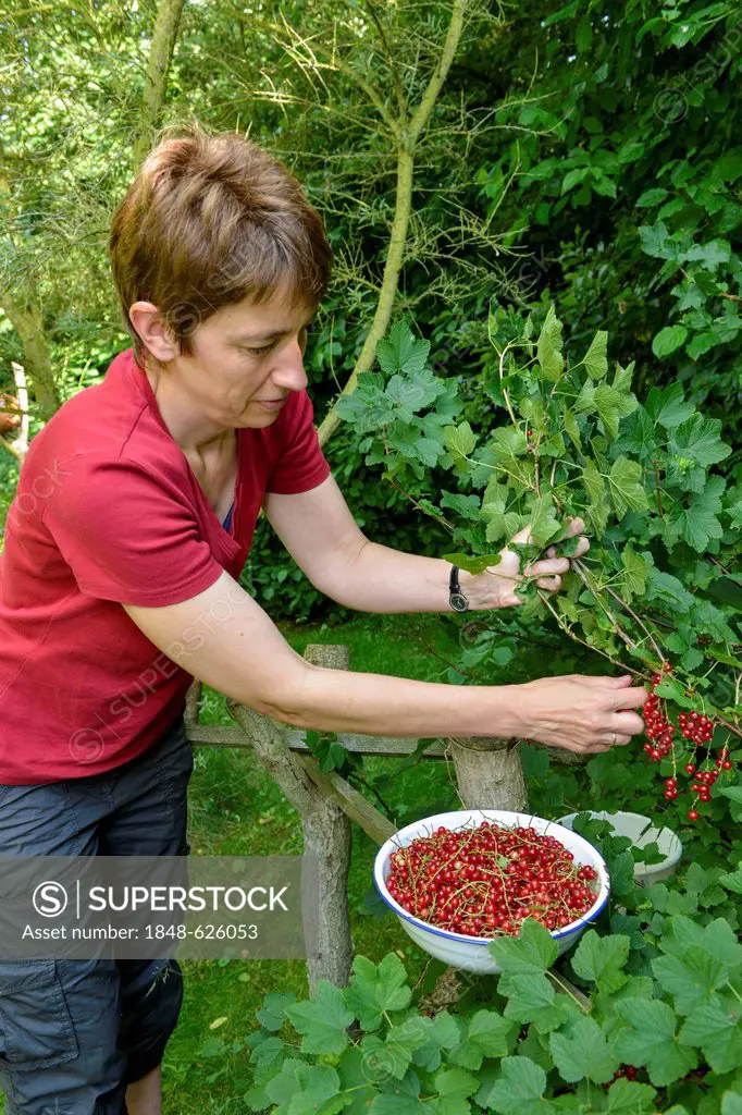 Woman picking red currants (Ribes rubrum) in a garden