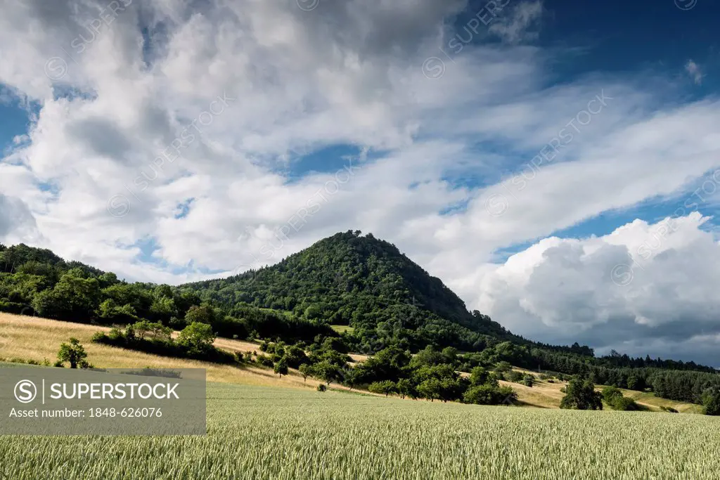 Mt. Hohenhewen, the highest Hegau volcano with about 300 meters against a field of wheat, Hohenhewen region, Baden-Wuerttemberg, Germany, Europe