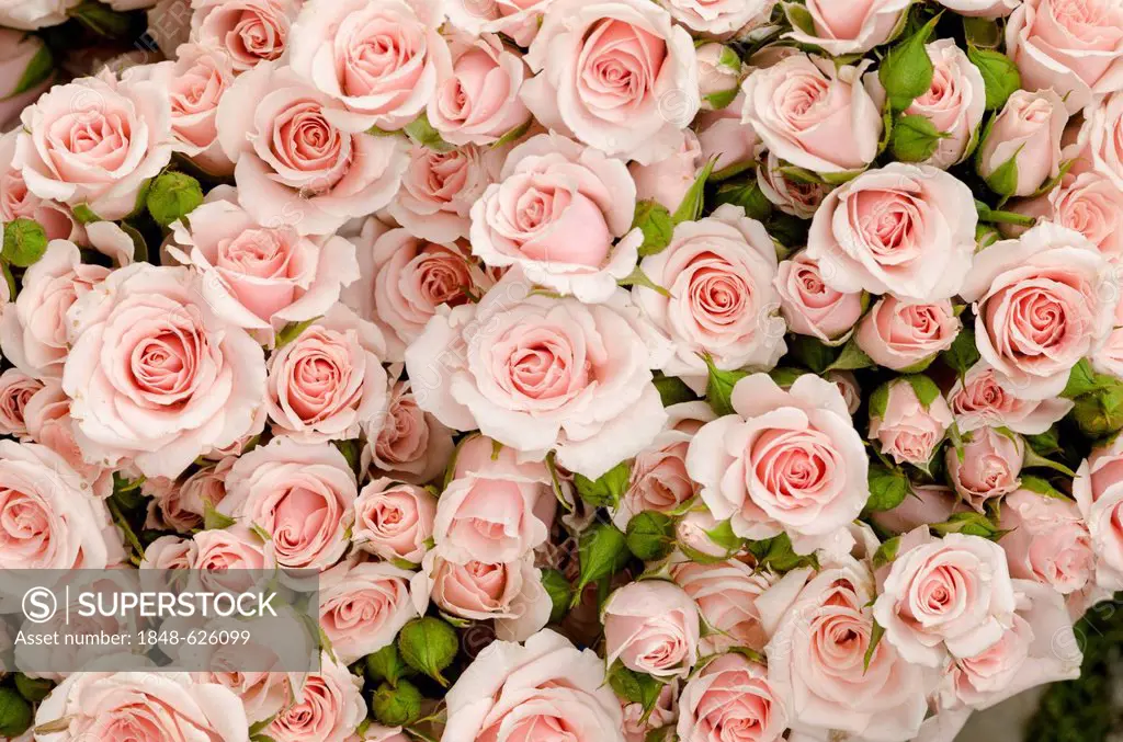 Bouquet of roses, pink, at the weekly farmers' market in Freiburg im Breisgau, Baden-Wuerttemberg, Germany, Europe