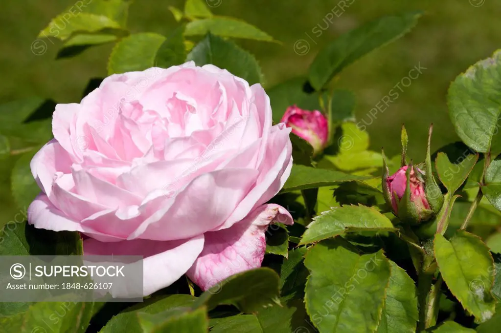 Shrub rose, Remontant hybrid, Barone Nathalie de Rothschild (Rosa), Westfalenpark, Dortmund, North Rhine-Westphalia, Germany, Europe