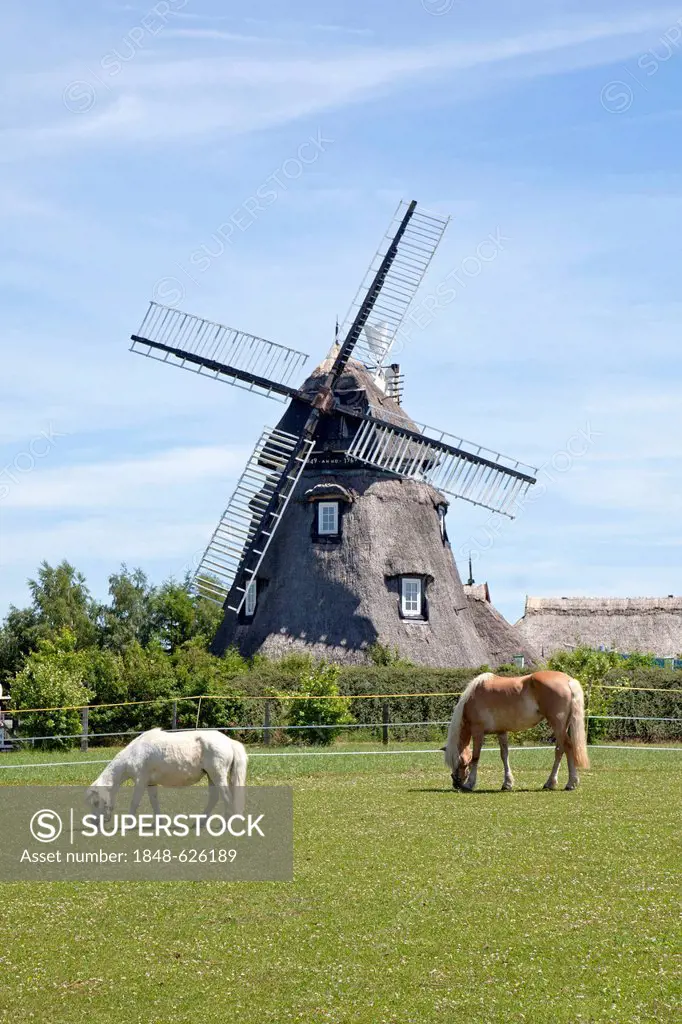 Horse with foal grazing in front of a windmill, Dorf Mecklenburg, village, Mecklenburg-Western Pomerania, Germany, Europe