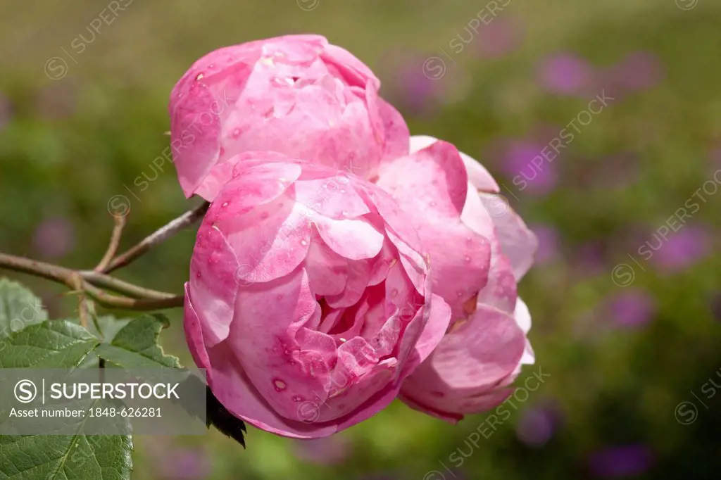 Climbing rose (Rosa), Raubritter, Westfalenpark, Dortmund, North Rhine-Westphalia, Germany, Europe