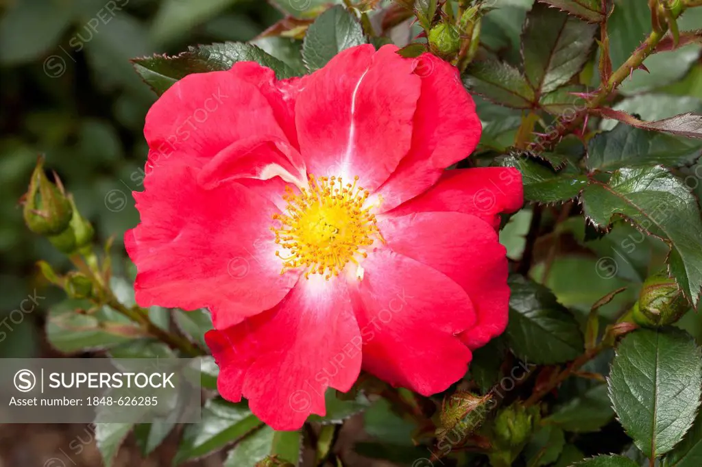 Floribunda, rose (Rosa), Pink Hedge, Westfalenpark, Dortmund, North Rhine-Westphalia, Germany, Europe