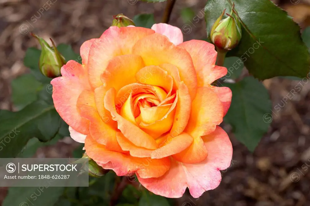 Hybrid tea rose (Rosa), Fairest Cape, Westfalenpark, Dortmund, North Rhine-Westphalia, Germany, Europe