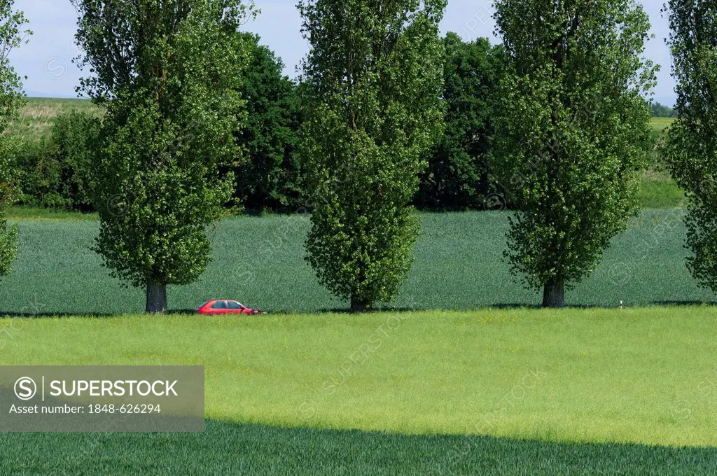 Red car driving along an avenue of Lombardy poplars (Populus nigra 'Italica'), behind a rapeseed field with pods (Brassica napus), near Straubing, Low...