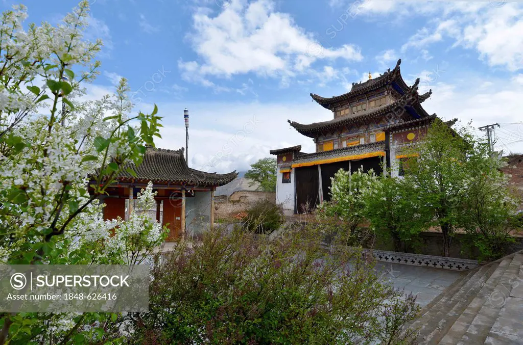 Lilacs in front of the monastery building built in the traditional architectural style, Tongren Monastery, Repkong, Qinghai, formerly Amdo, Tibet, Chi...