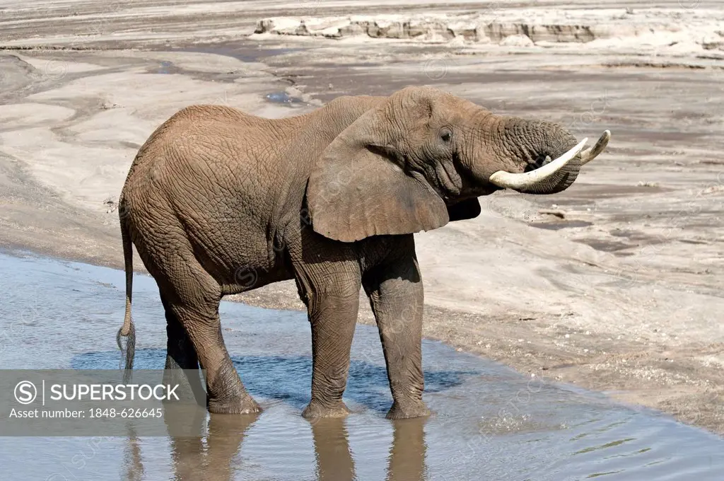 African elephant bull (Loxodonta africana) drinking from a river in Tarangire National Park, Tanzania, Africa