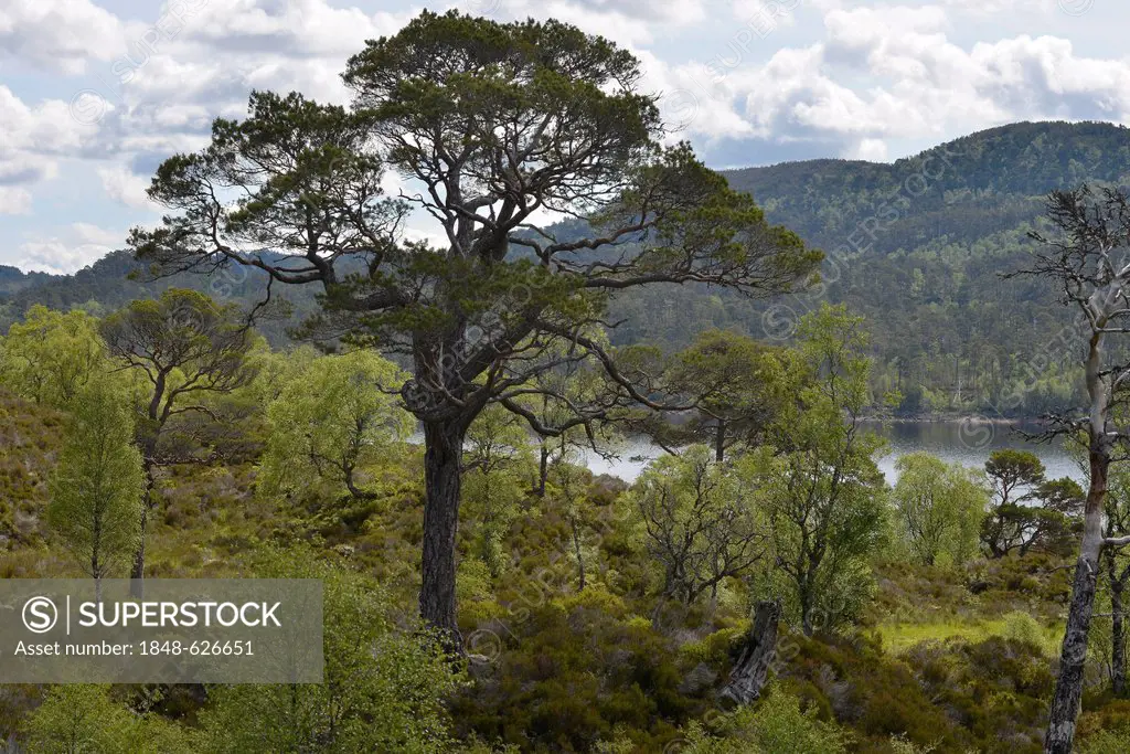 Caledonian pine (Pinus), Glen Affric, Cannich near Inverness, Scotland, United Kingdom, Europe