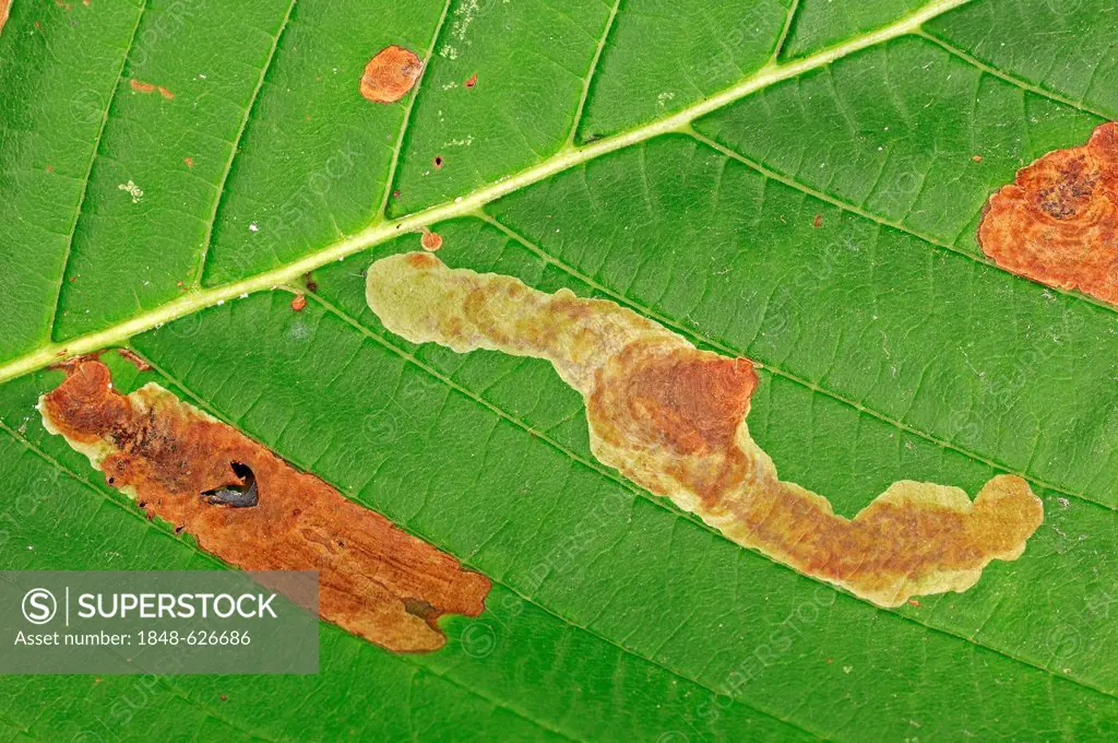 Horse-chestnut or Conker tree (Aesculus hippocastanum), leaf with feeding tracks from the Horse Chestnut Leaf-miner (Cameraria ohridella), image of di...