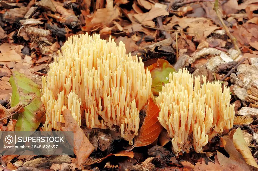 Coral fungi (Ramaria stricta), North Rhine-Westphalia, Germany, Europe