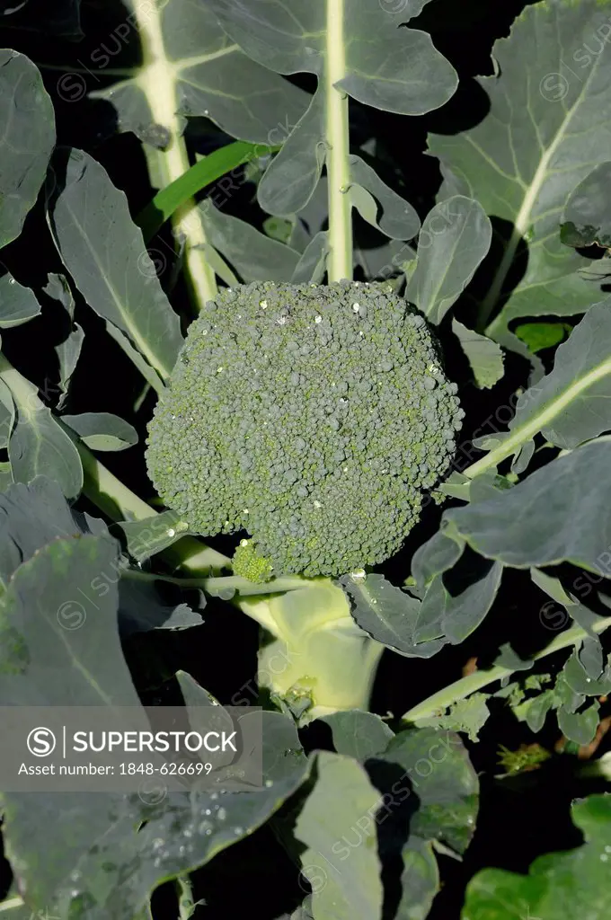Broccoli (Brassica oleracea var italica), North Rhine-Westphalia, Germany, Europe
