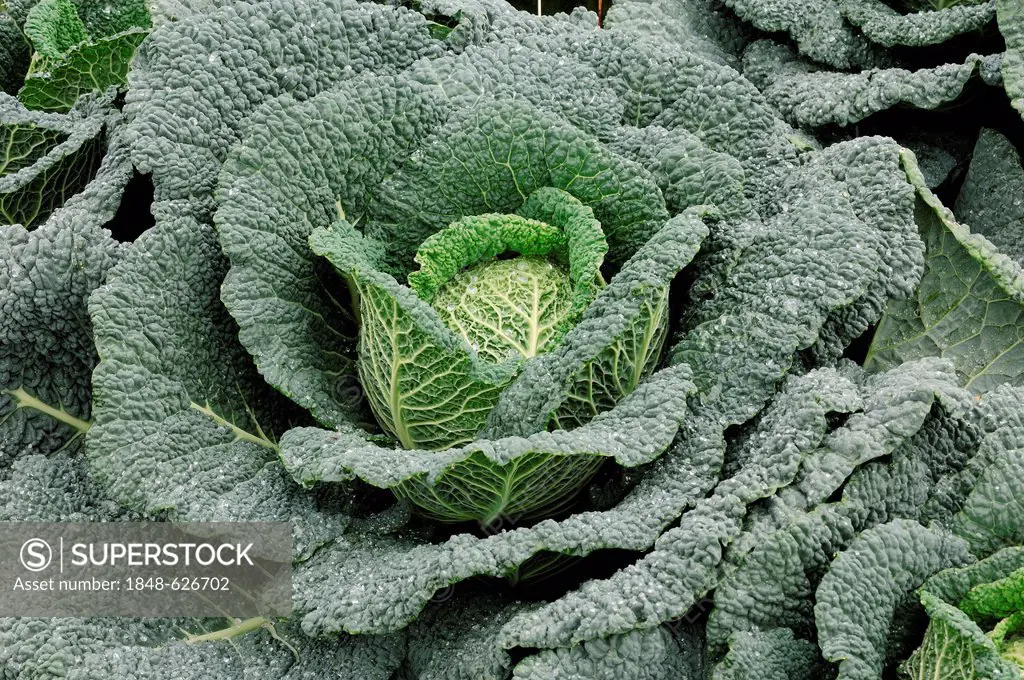 Savoy cabbage (Brassica oleracea var. sabauda), North Rhine-Westphalia, Germany, Europe