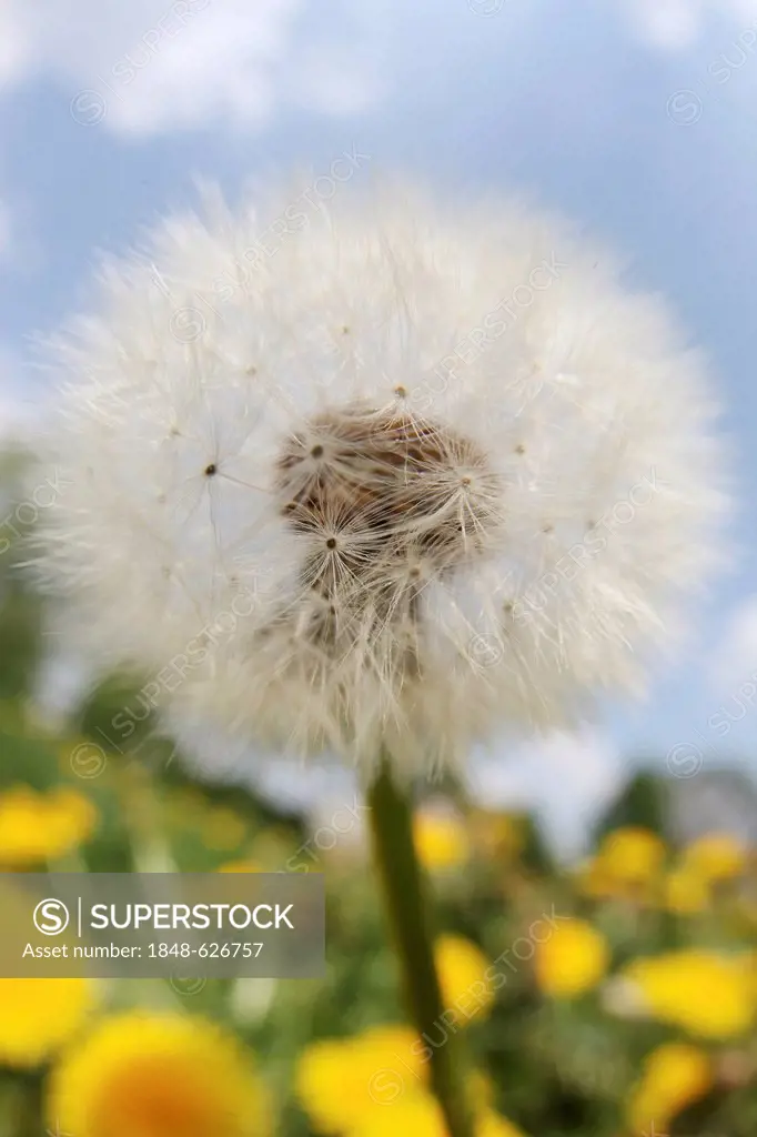 Dandelion clock or blowball (Taraxacum sect. Ruderalia) on a meadow under a blue sky
