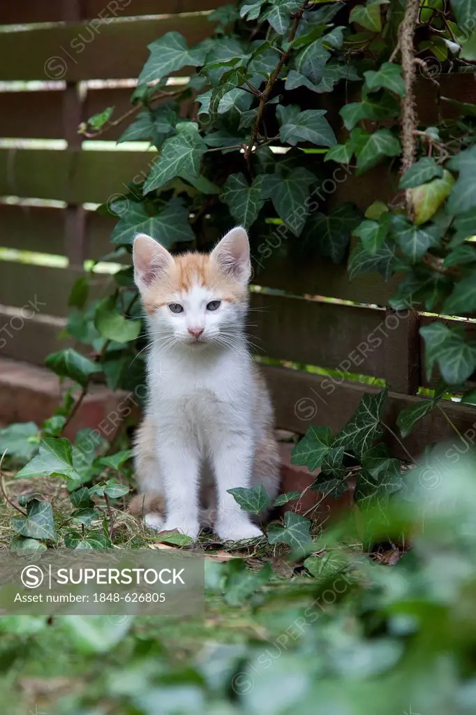 Ginger kitten in the garden