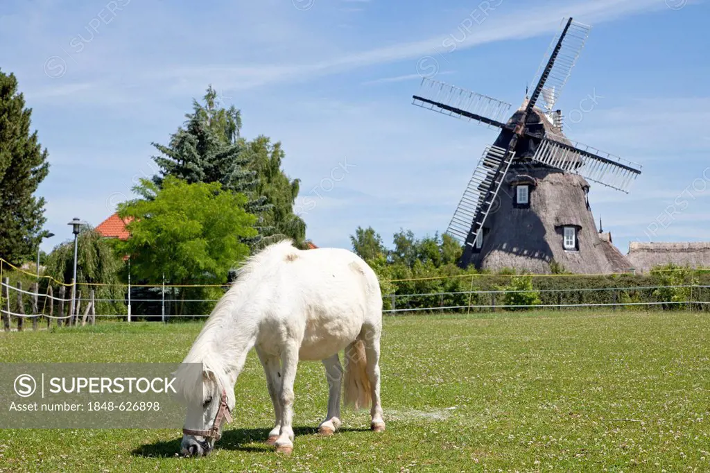 Pony grazing in front of a windmill, Dorf Mecklenburg, village, Mecklenburg-Western Pomerania, Germany, Europe