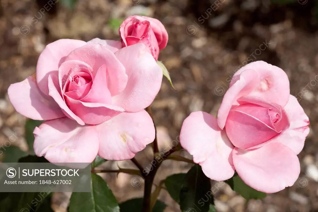 Floribunda, rose (Rosa), St. Helena, Westfalenpark, Dortmund, North Rhine-Westphalia, Germany, Europe