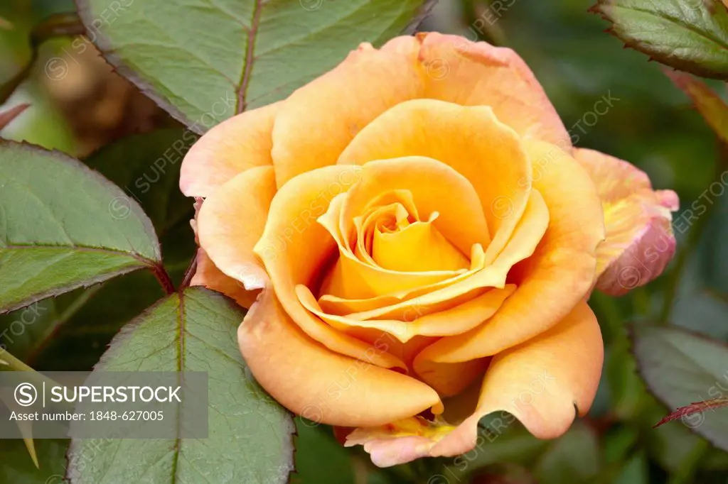Floribunda, rose (Rosa), Peacekeeper, Westfalenpark, Dortmund, North Rhine-Westphalia, Germany, Europe