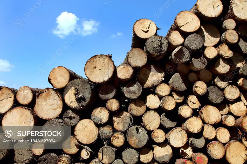 Wood pile, cut trees, tree trunks piled up in the woods waiting to be picked up for further processing, forestry, Spitzingsee, Bavaria, Germany, Europ...