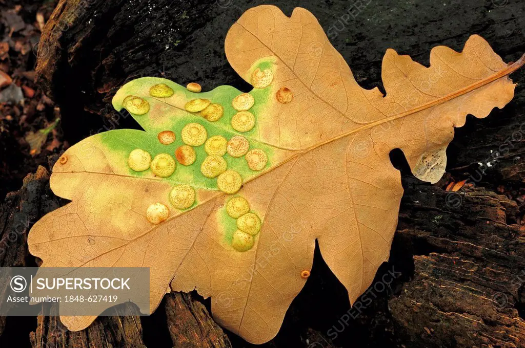 Common spangle gall wasp (Neuroterus quercusbaccarum), galls on an oak leaf, North Rhine-Westphalia, Germany, Europe