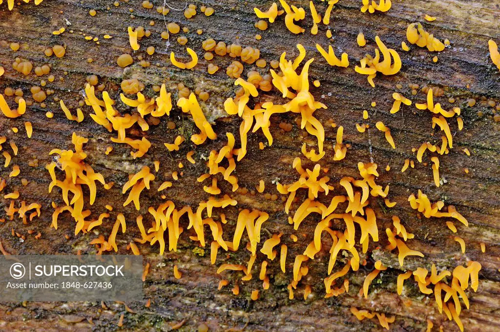 Small Stagshorn Fungus (Calocera cornea), North Rhine-Westphalia, Germany, Europe